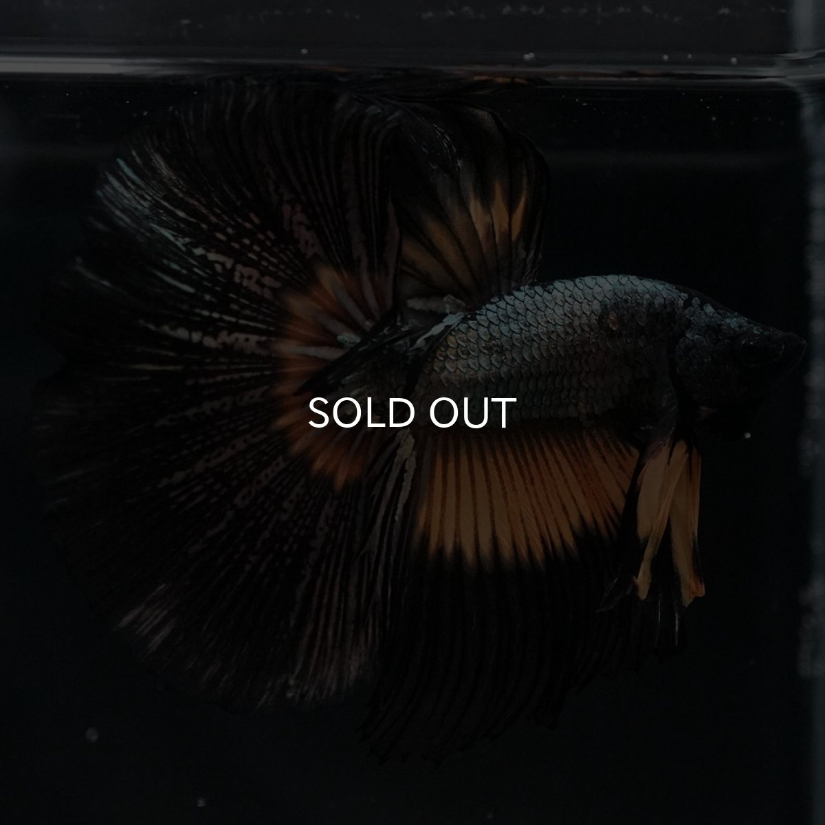 画像5: HM イエローカッパー (5)