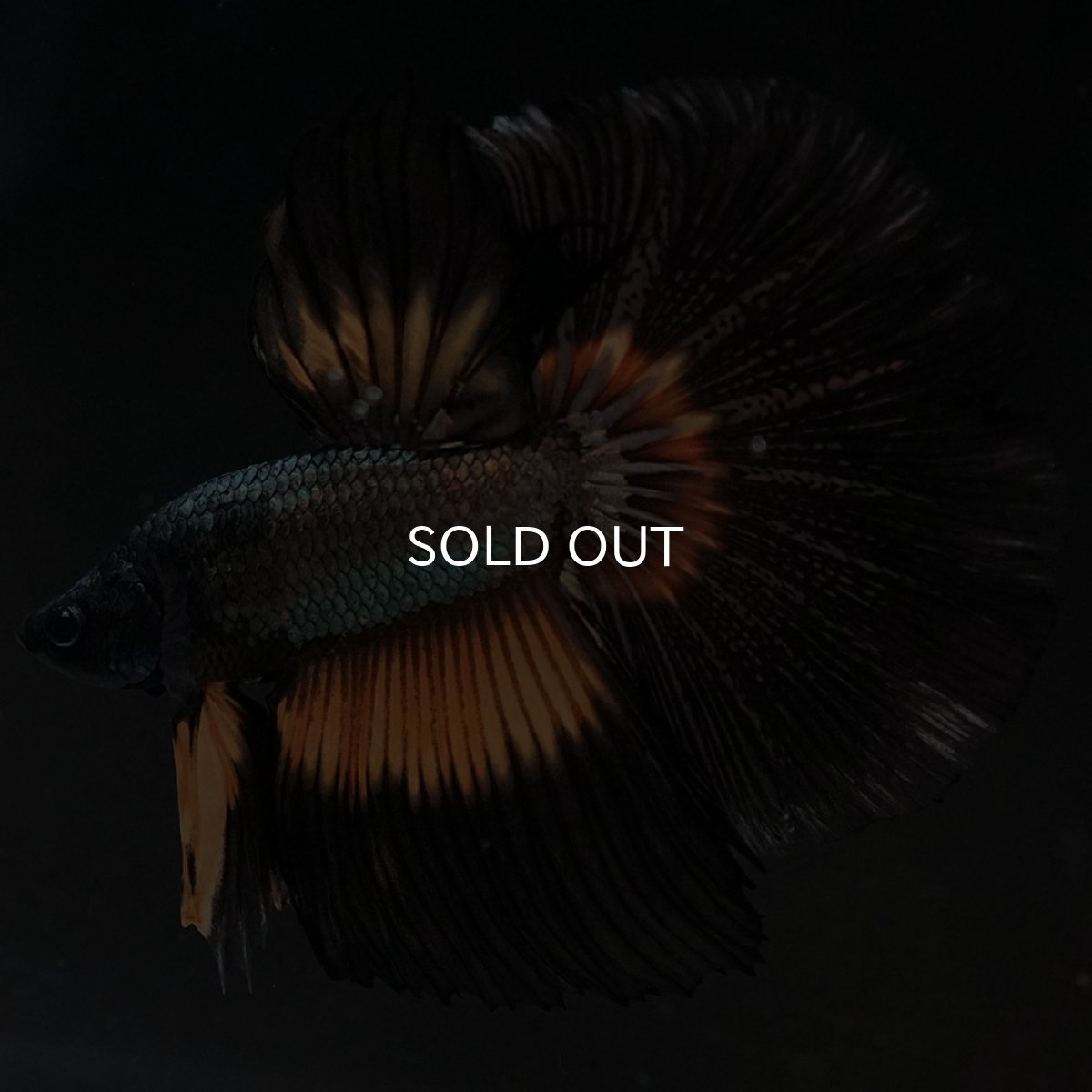 画像3: HM イエローカッパー (3)