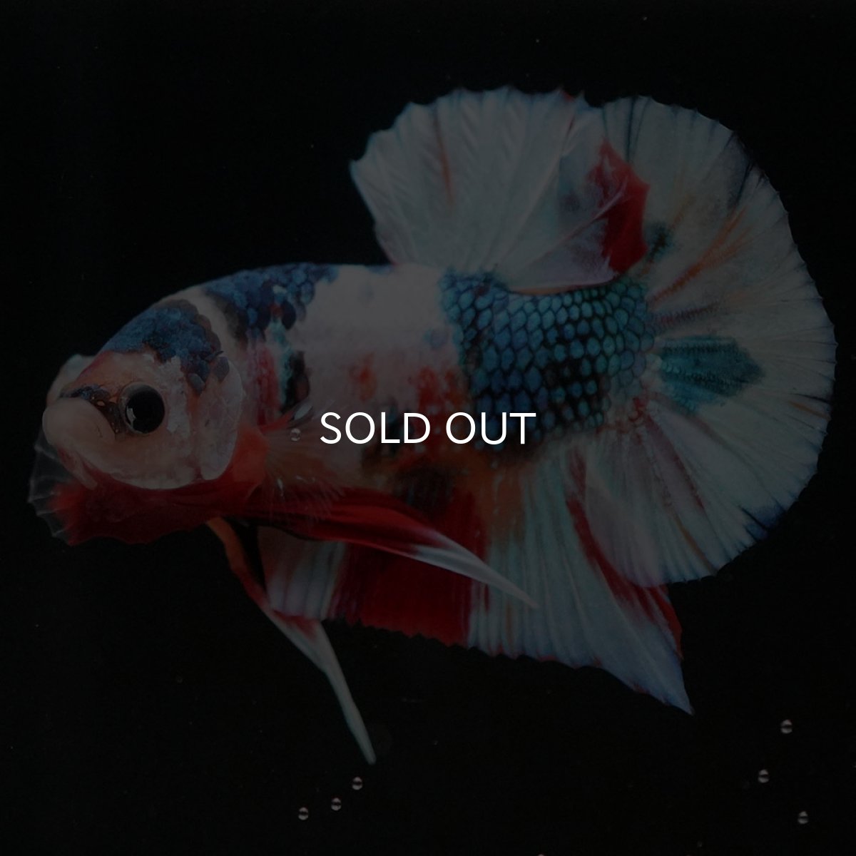 画像9: HMPK キャンディギャラクシー (9)