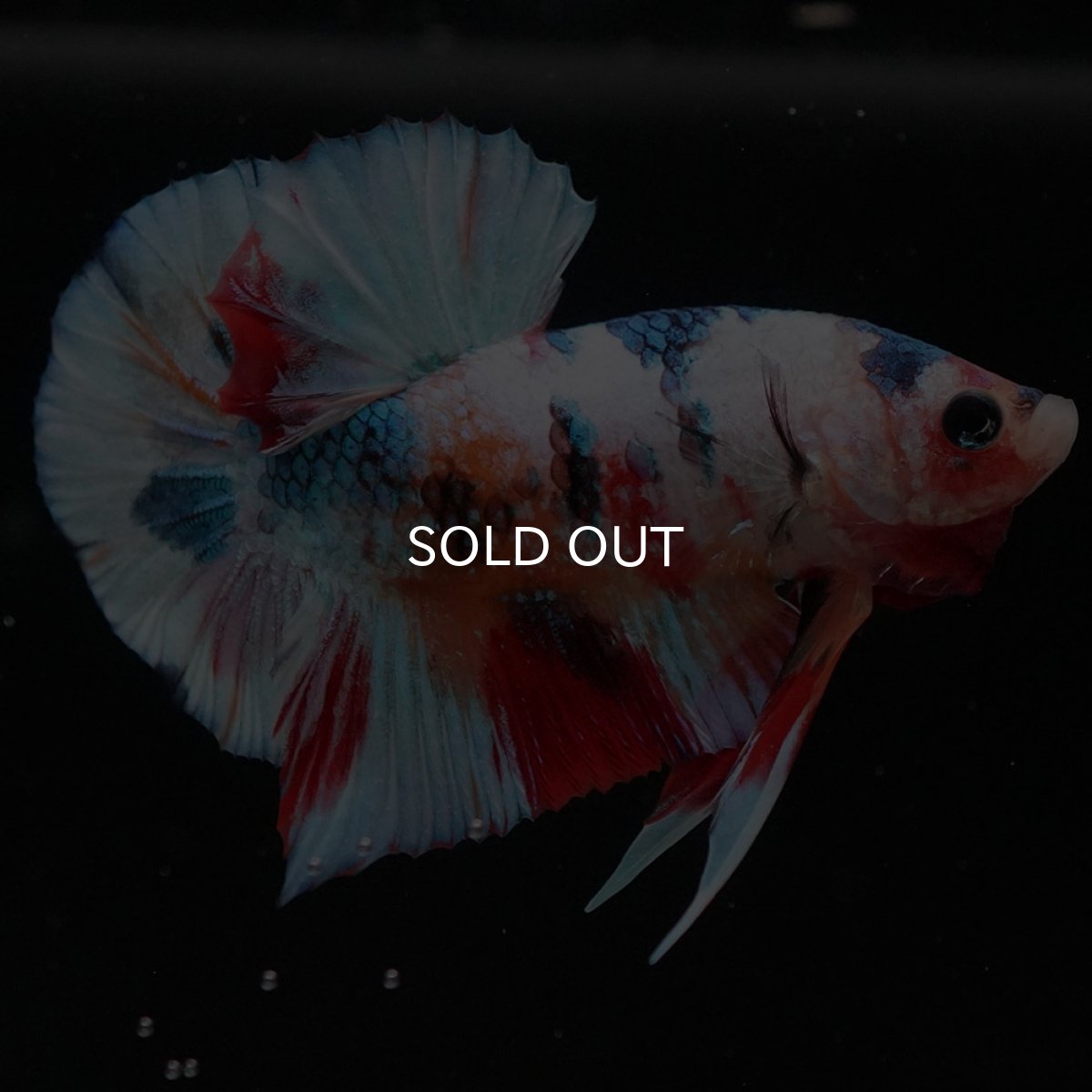 画像7: HMPK キャンディギャラクシー (7)