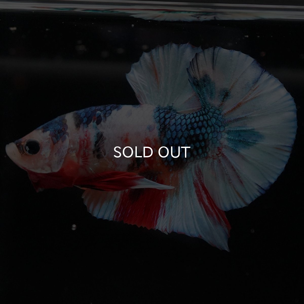 画像8: HMPK キャンディギャラクシー (8)