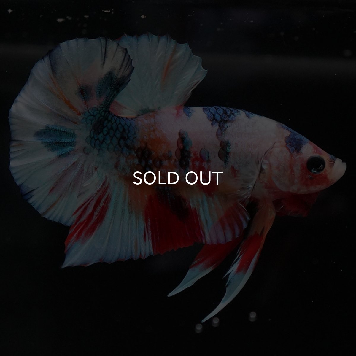 画像5: HMPK キャンディギャラクシー (5)