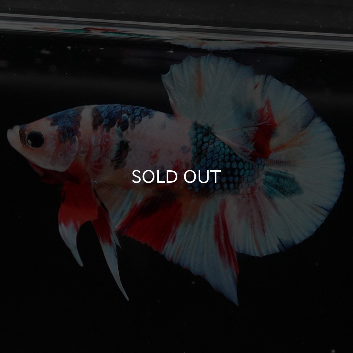 画像6: HMPK キャンディギャラクシー (6)