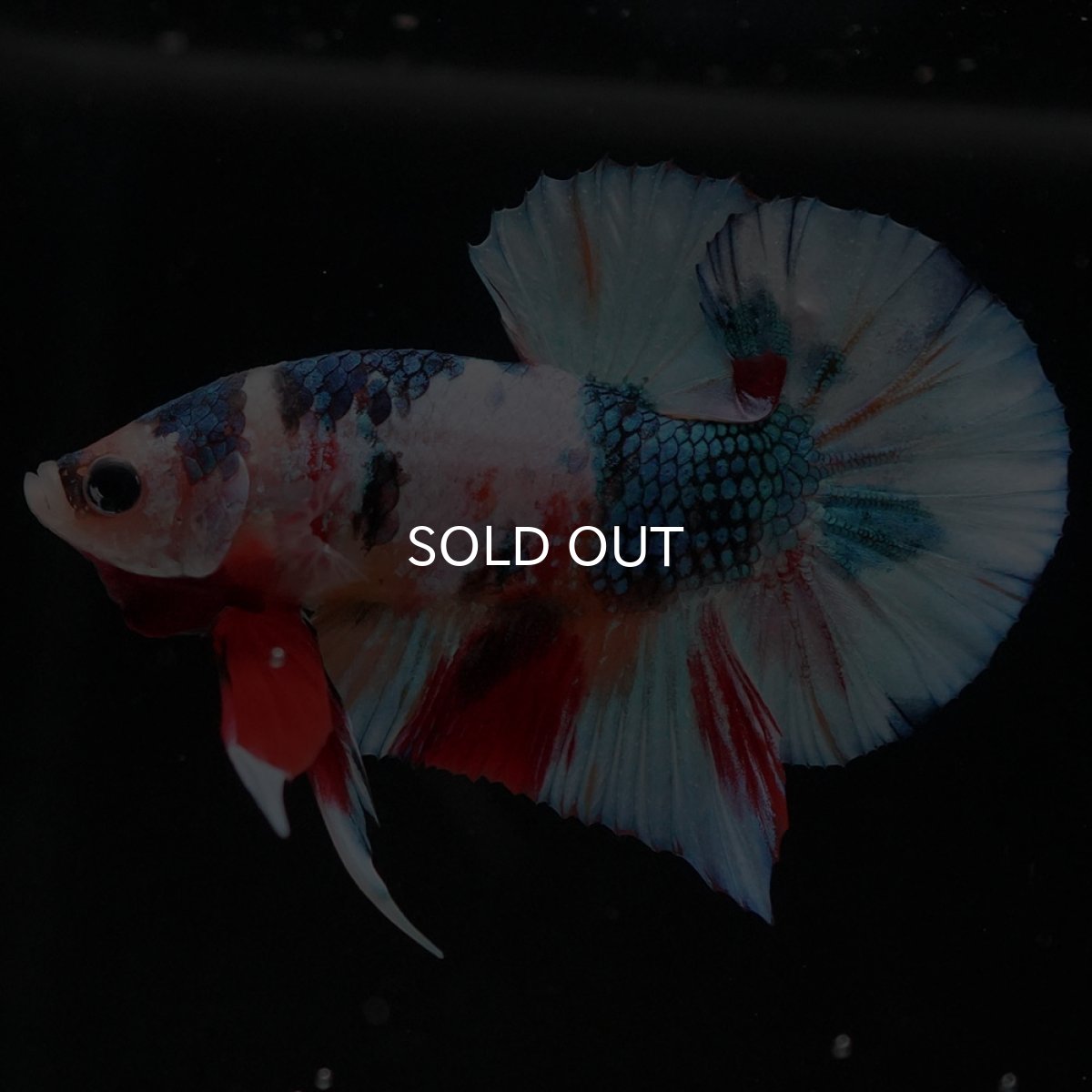 画像2: HMPK キャンディギャラクシー (2)