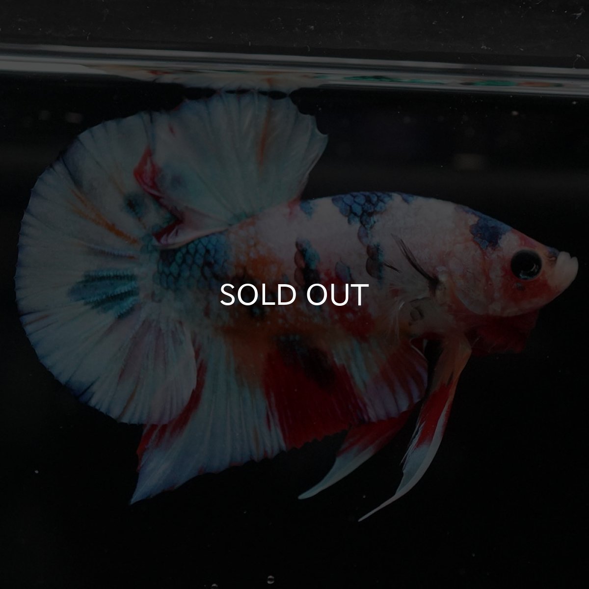 画像3: HMPK キャンディギャラクシー (3)