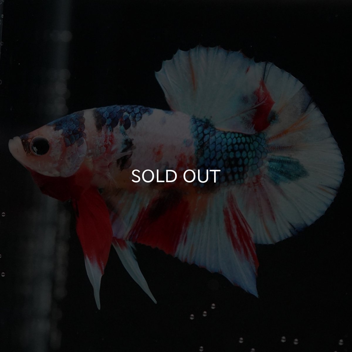 画像4: HMPK キャンディギャラクシー (4)