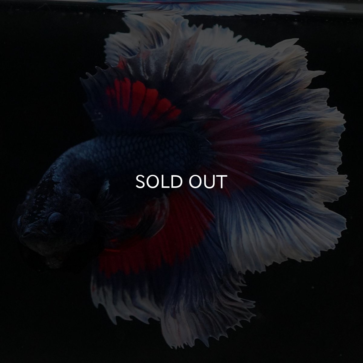 画像4: HM　ファンシー　ローズテール (4)