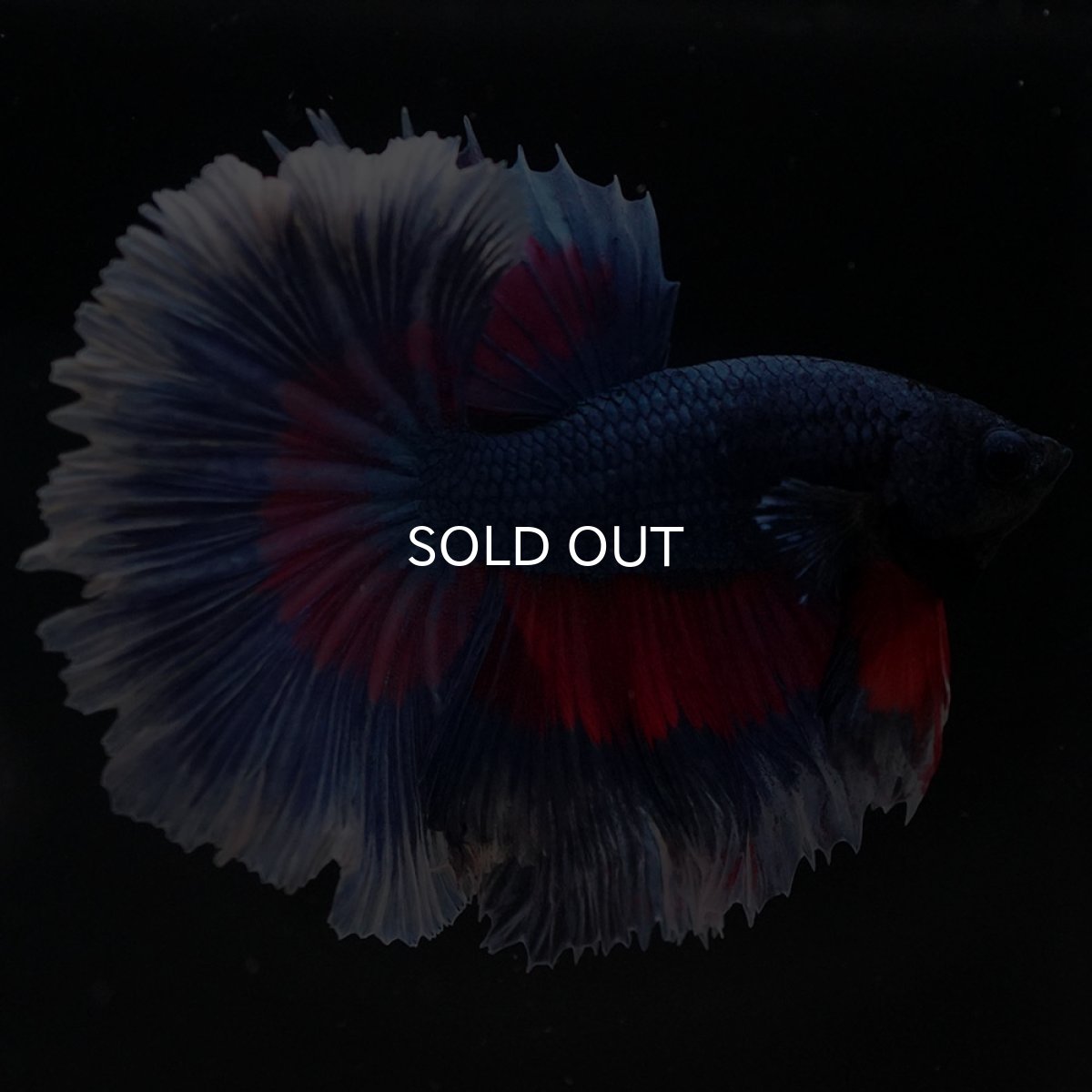 画像9: HM　ファンシー　ローズテール (9)