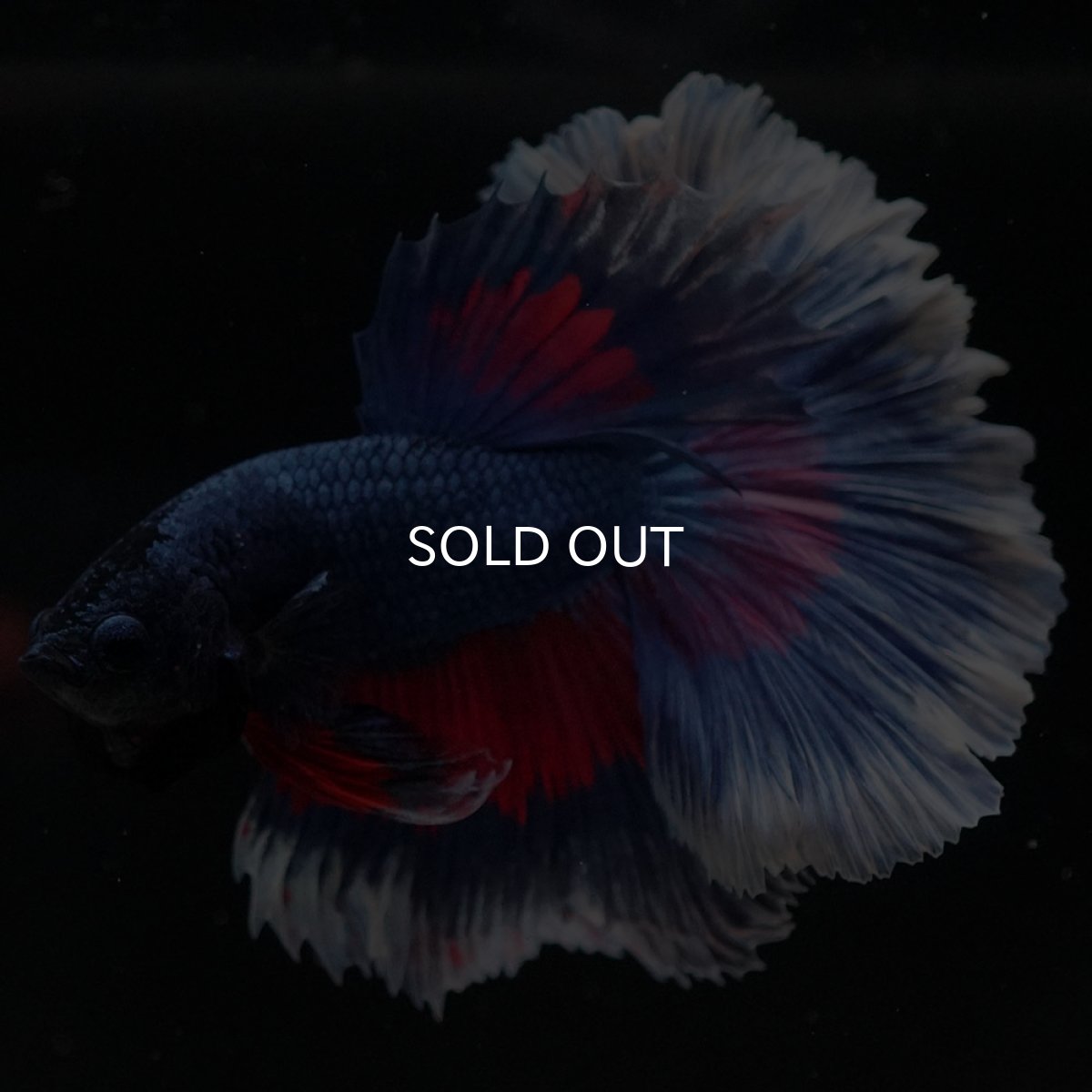 画像8: HM　ファンシー　ローズテール (8)