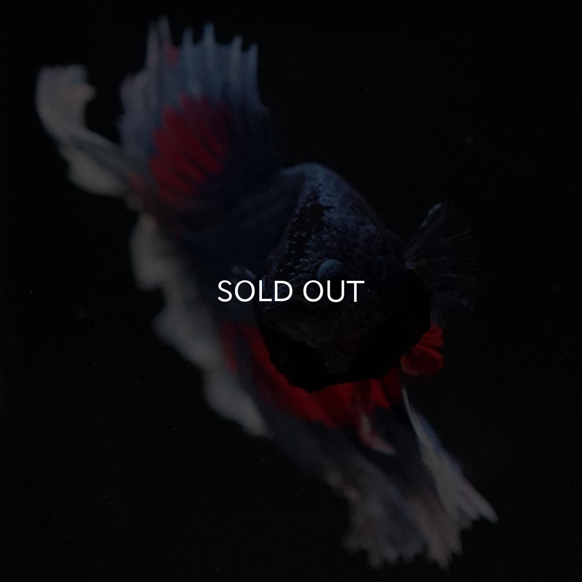 画像3: HM　ファンシー　ローズテール (3)