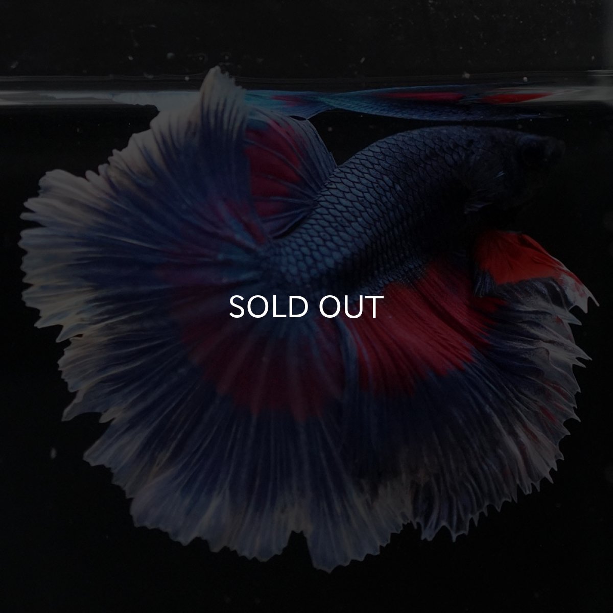 画像7: HM　ファンシー　ローズテール (7)