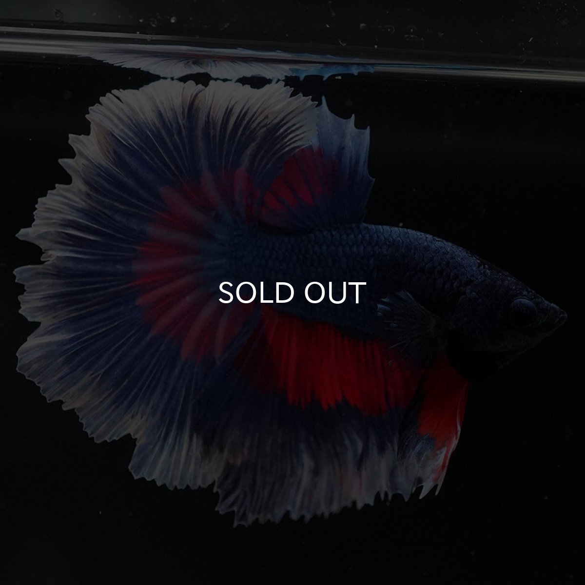 画像5: HM　ファンシー　ローズテール (5)