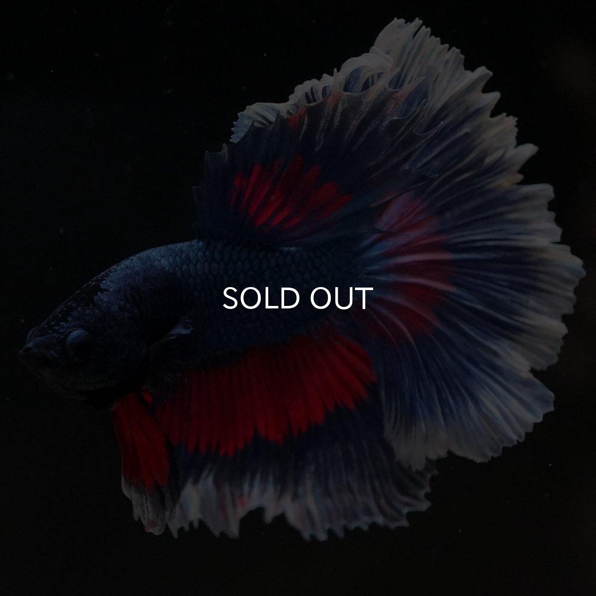 画像6: HM　ファンシー　ローズテール (6)