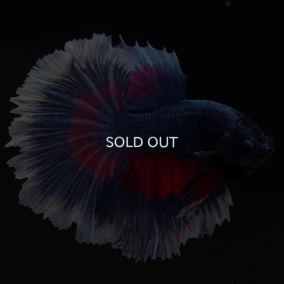 画像2: HM　ファンシー　ローズテール (2)