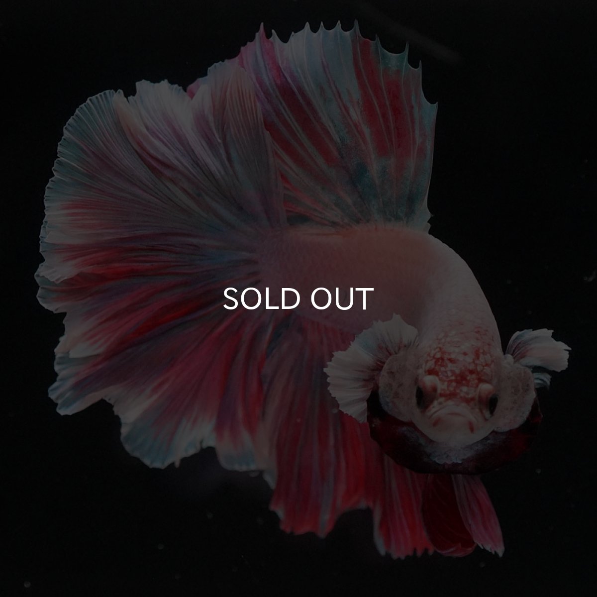 画像7: HM ファンシー ローズテール (7)