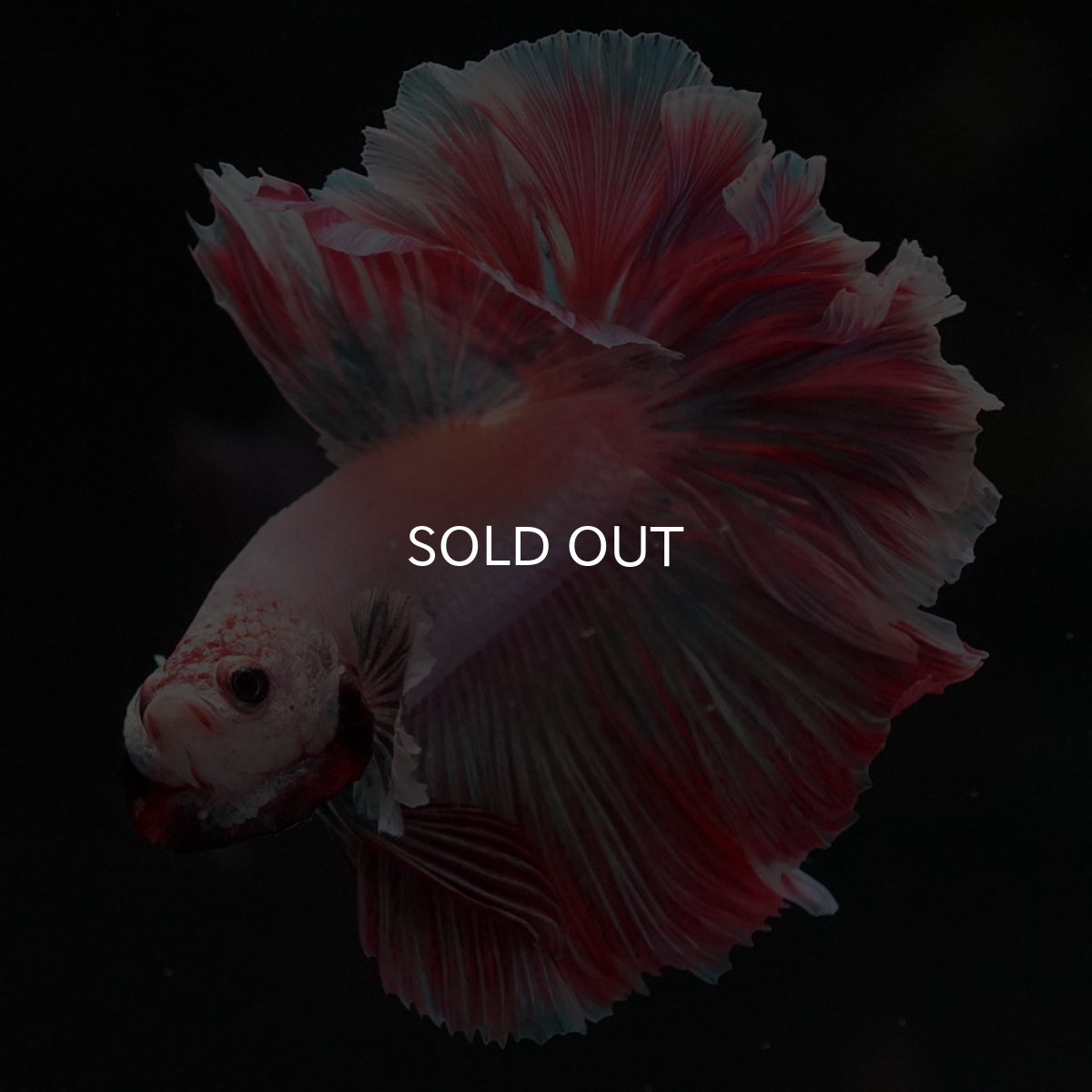 画像5: HM ファンシー ローズテール (5)