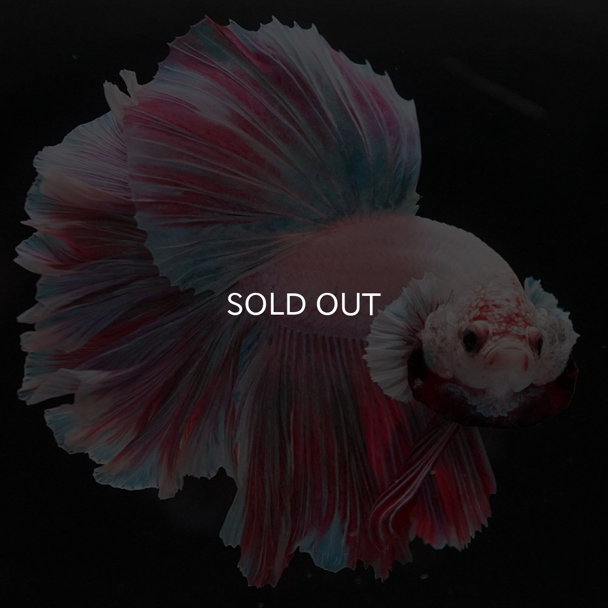 画像2: HM ファンシー ローズテール (2)