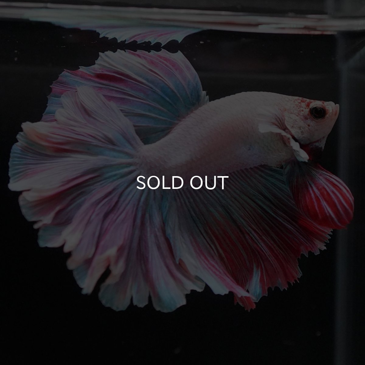 画像6: HM ファンシー ローズテール (6)