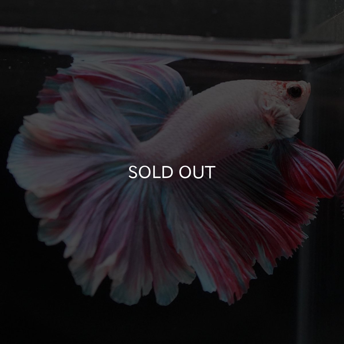 画像4: HM ファンシー ローズテール (4)