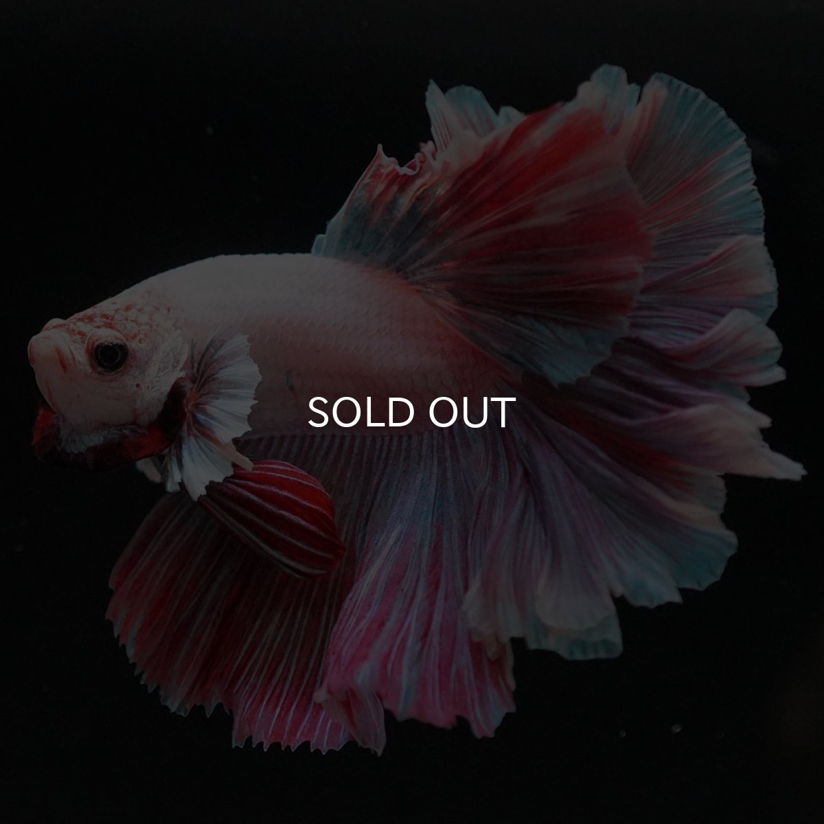 画像3: HM ファンシー ローズテール (3)