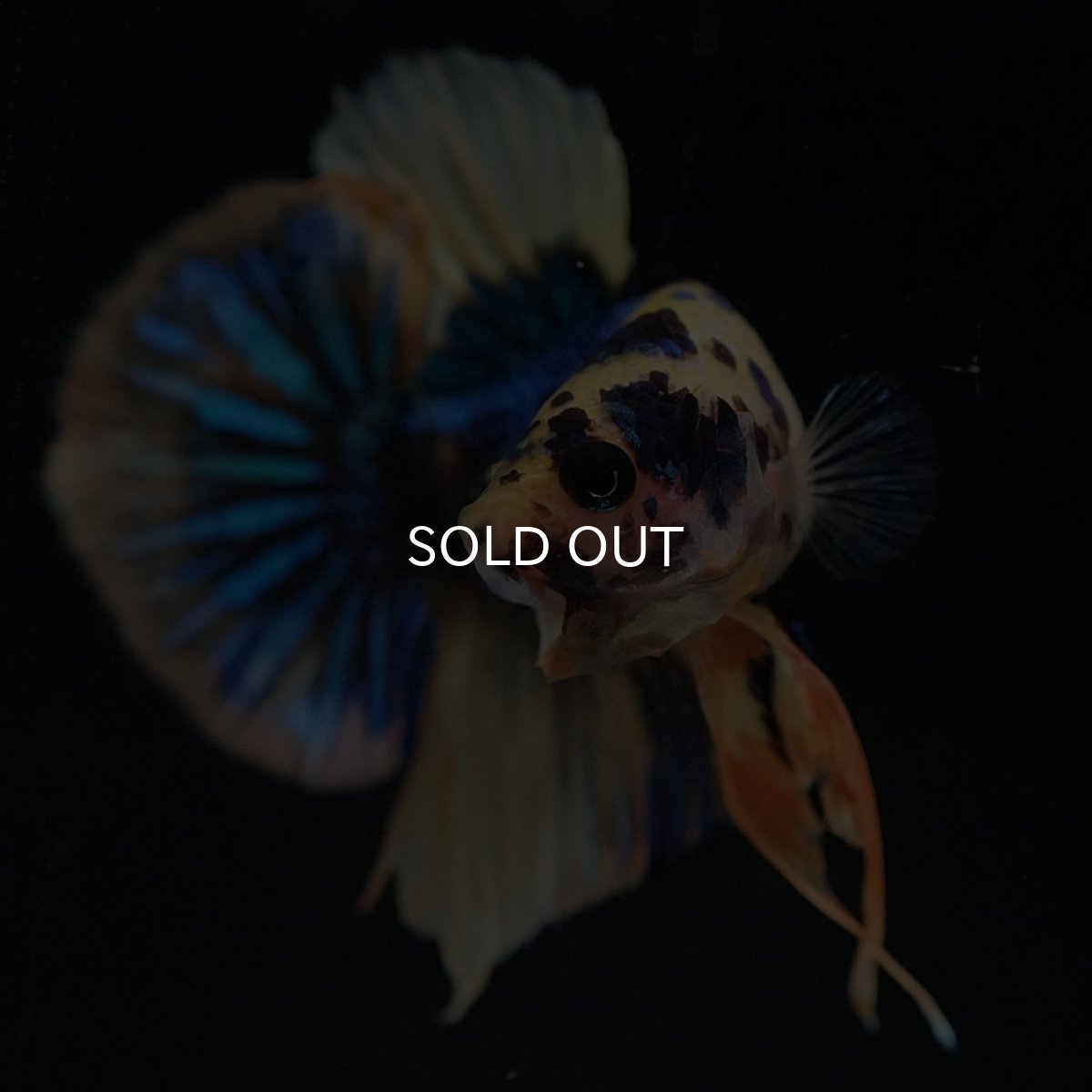 画像3: HMPK イエロータイガーギャラクシー (3)