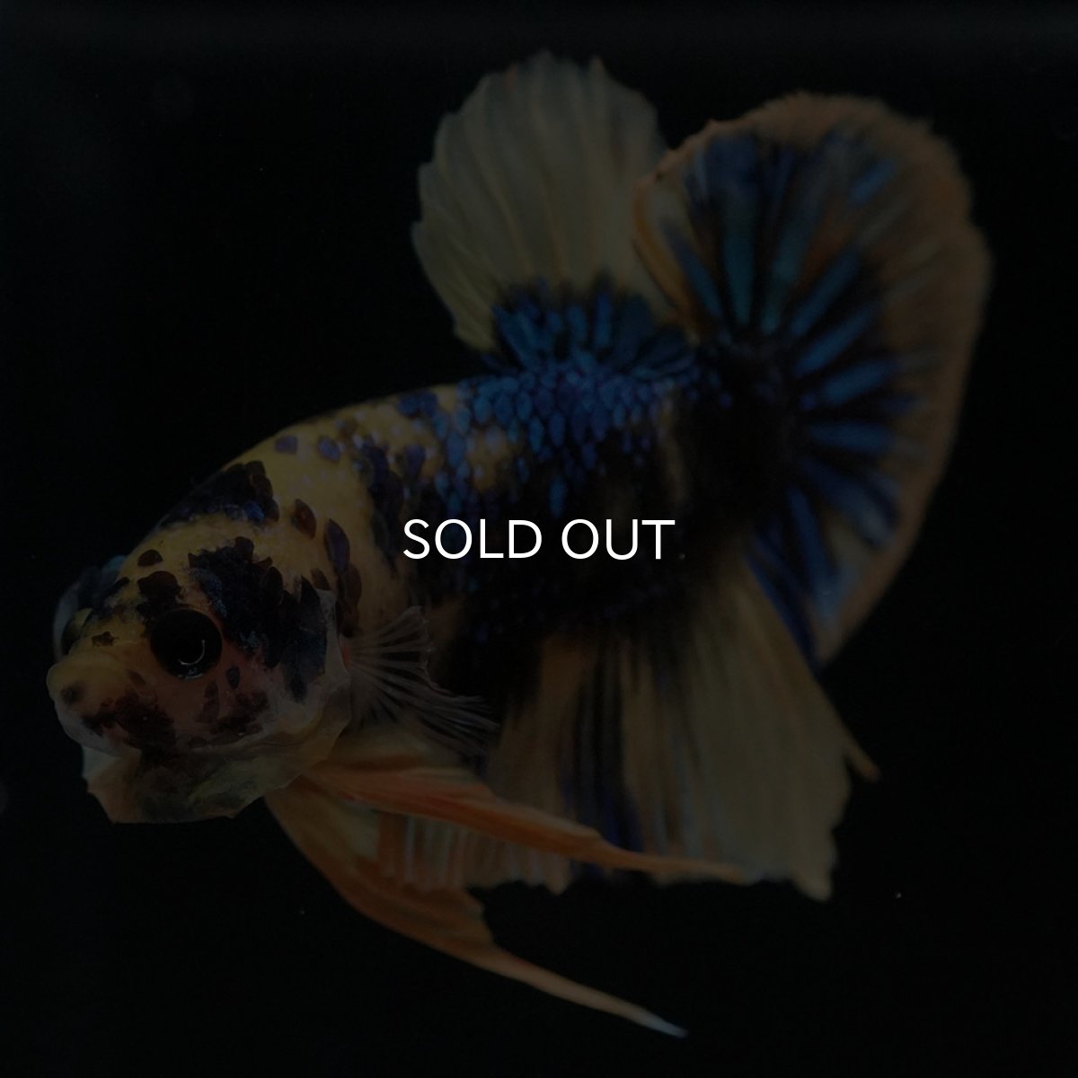 画像8: HMPK イエロータイガーギャラクシー (8)