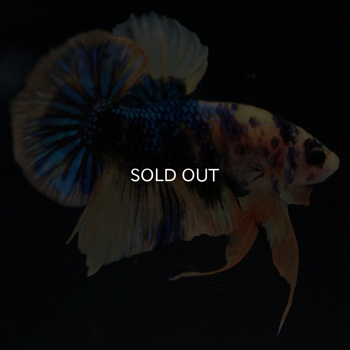 画像6: HMPK イエロータイガーギャラクシー (6)