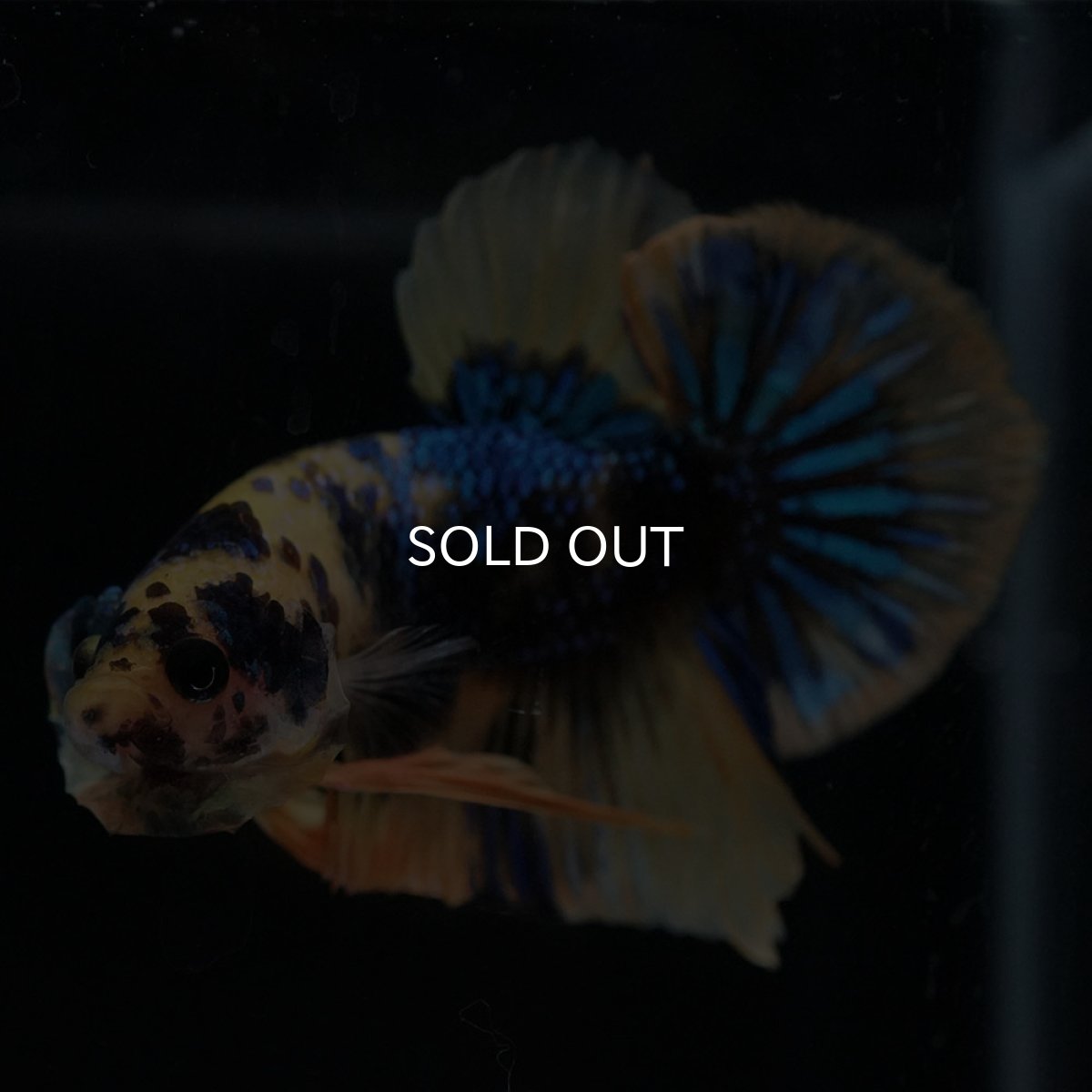 画像7: HMPK イエロータイガーギャラクシー (7)