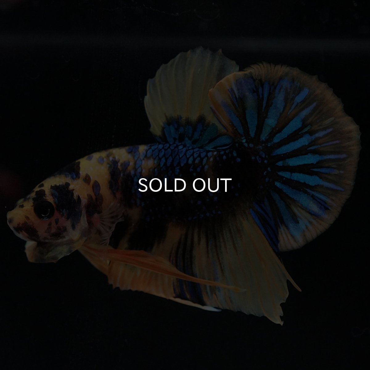 画像5: HMPK イエロータイガーギャラクシー (5)