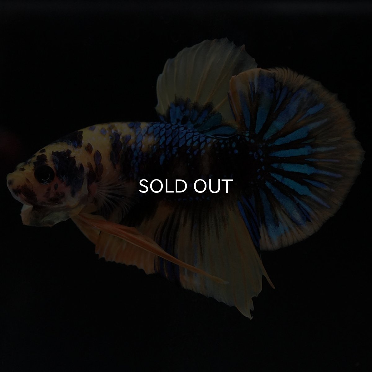 画像2: HMPK イエロータイガーギャラクシー (2)