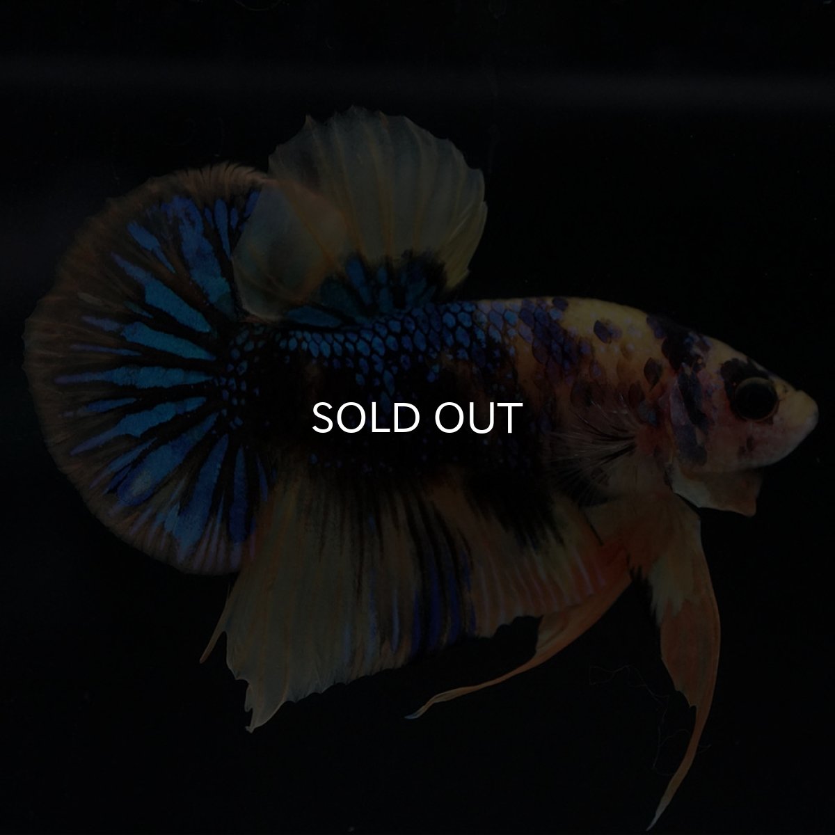 画像4: HMPK イエロータイガーギャラクシー (4)