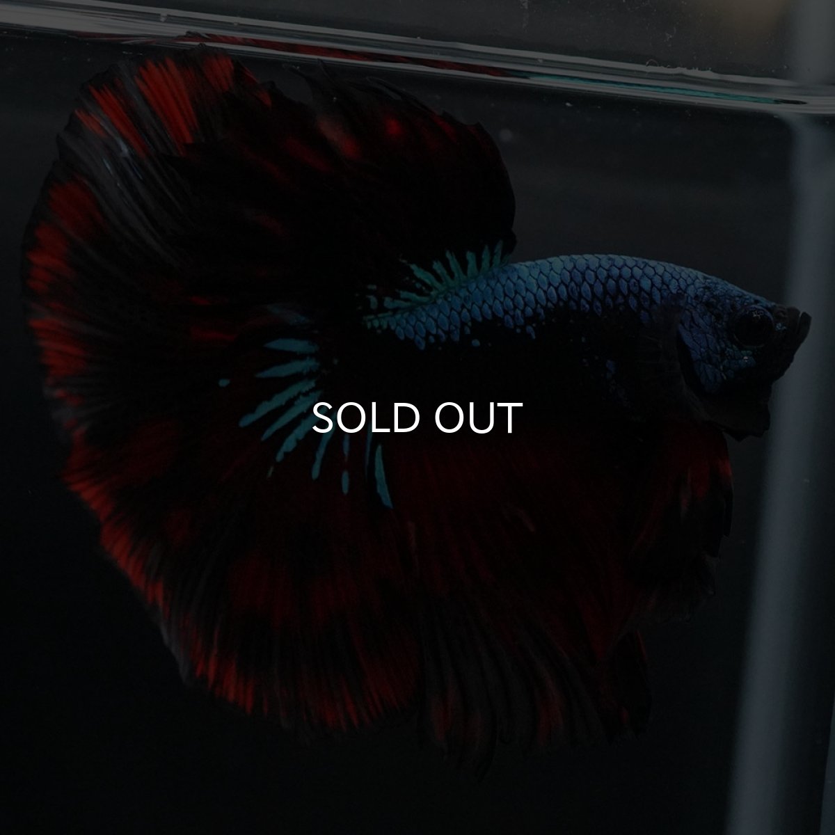 画像7: HM レッドギャラクシー (7)