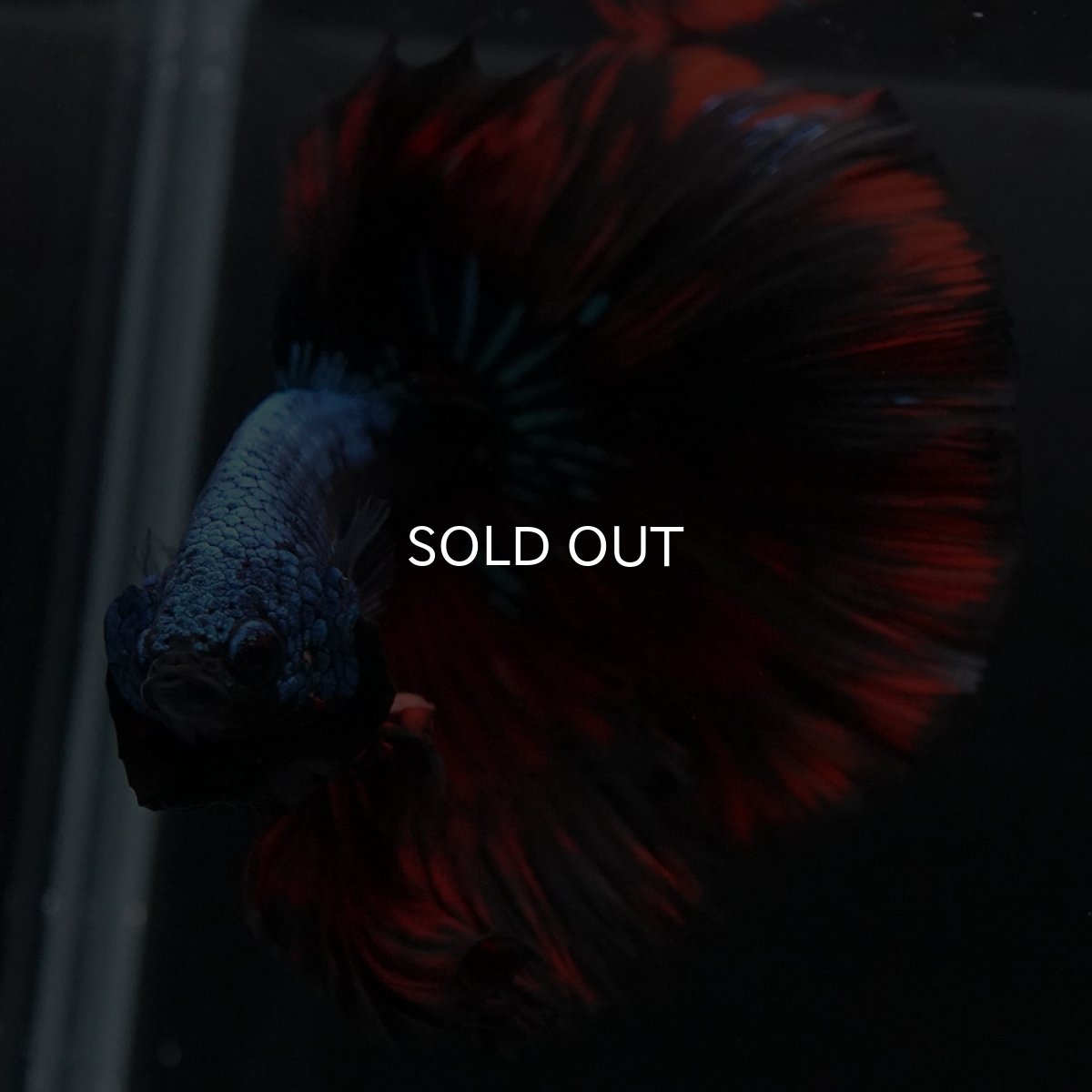 画像3: HM レッドギャラクシー (3)