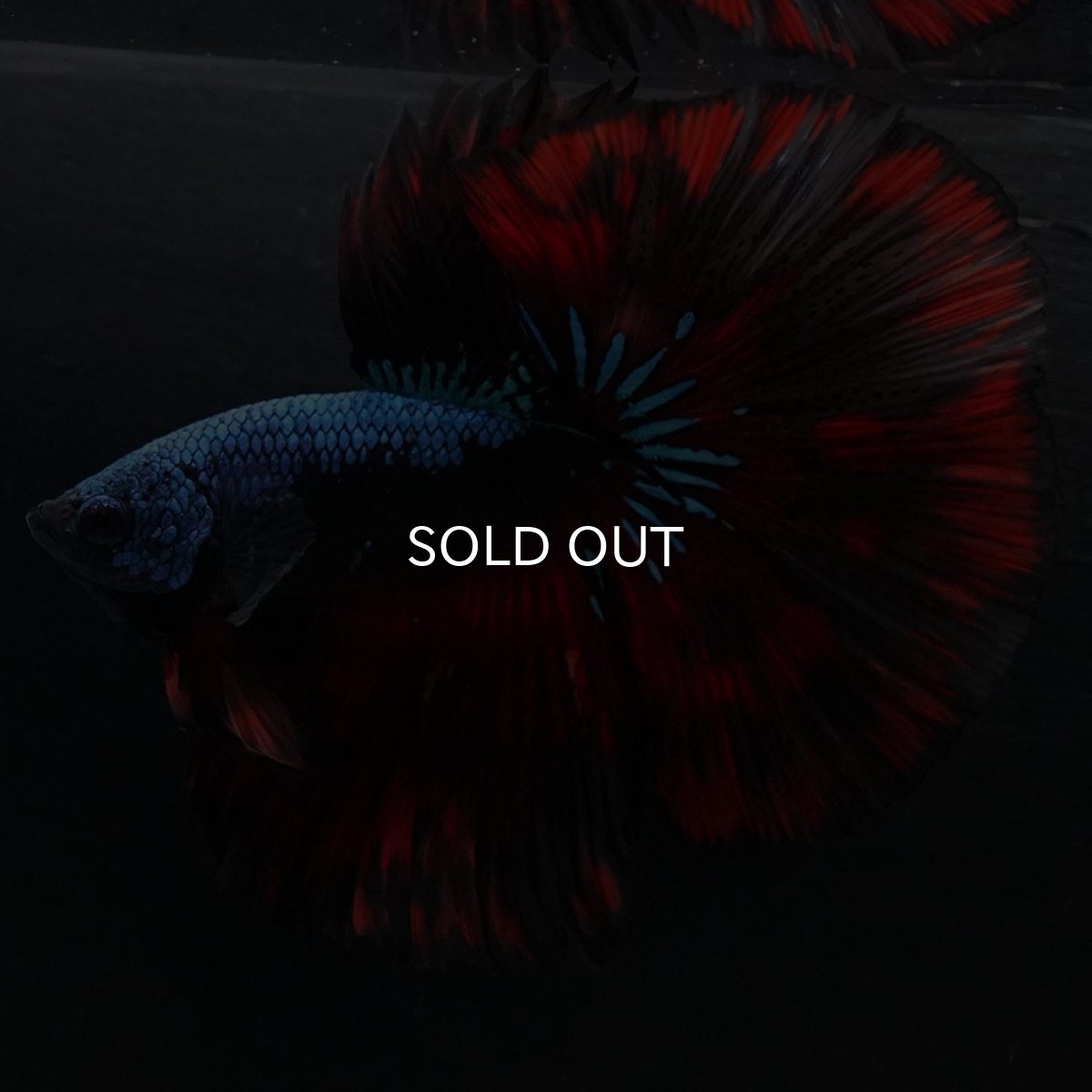 画像2: HM レッドギャラクシー (2)