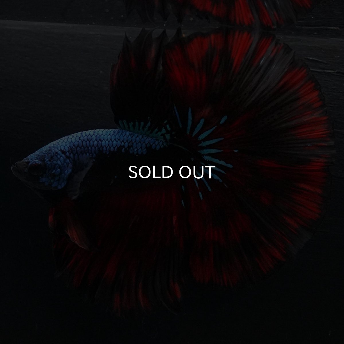 画像5: HM レッドギャラクシー (5)