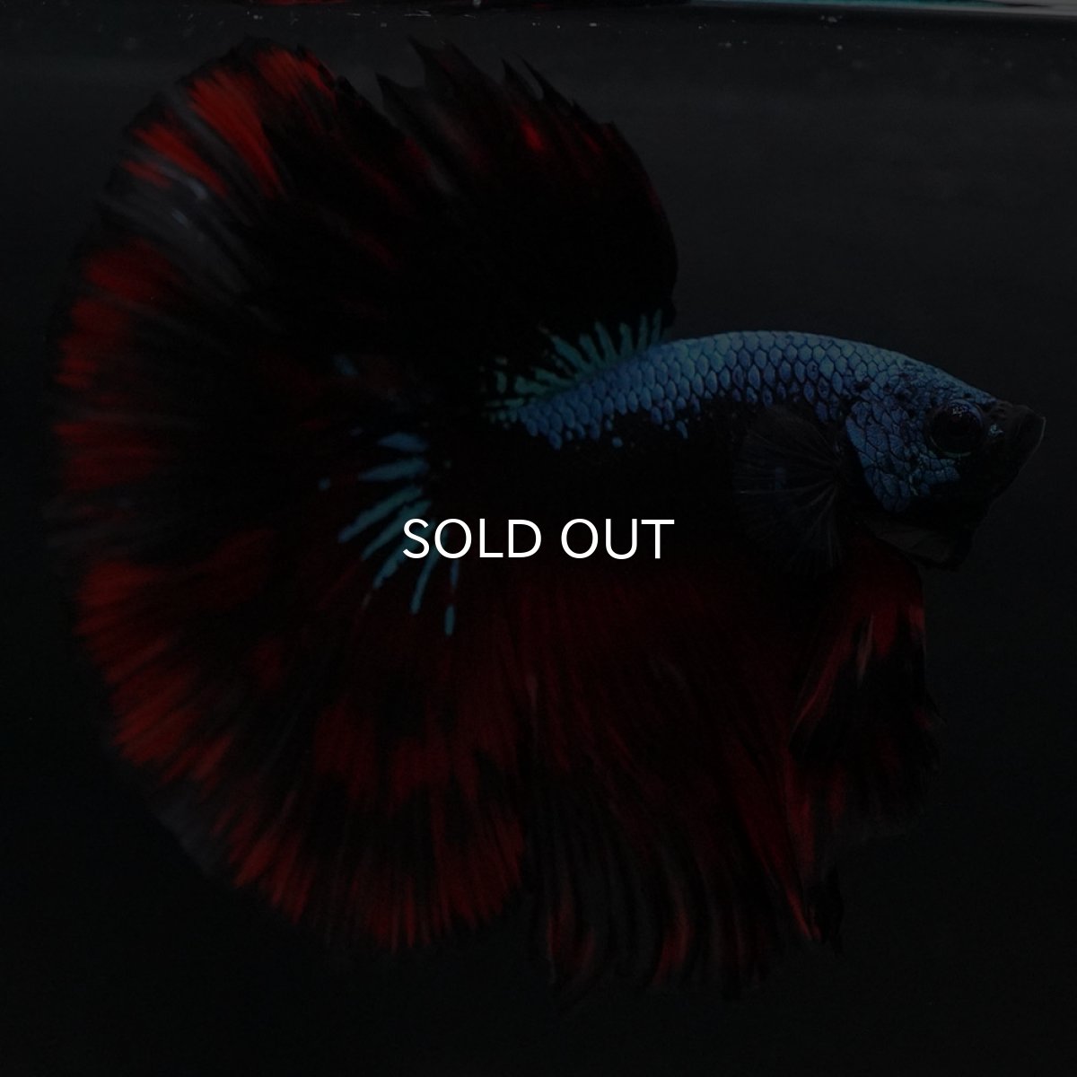 画像6: HM レッドギャラクシー (6)