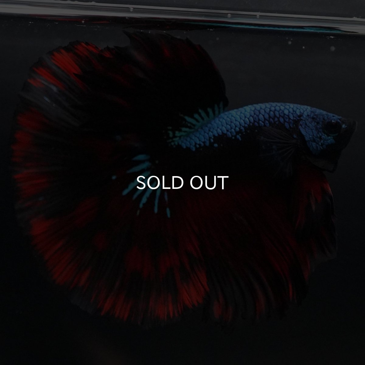 画像4: HM レッドギャラクシー (4)