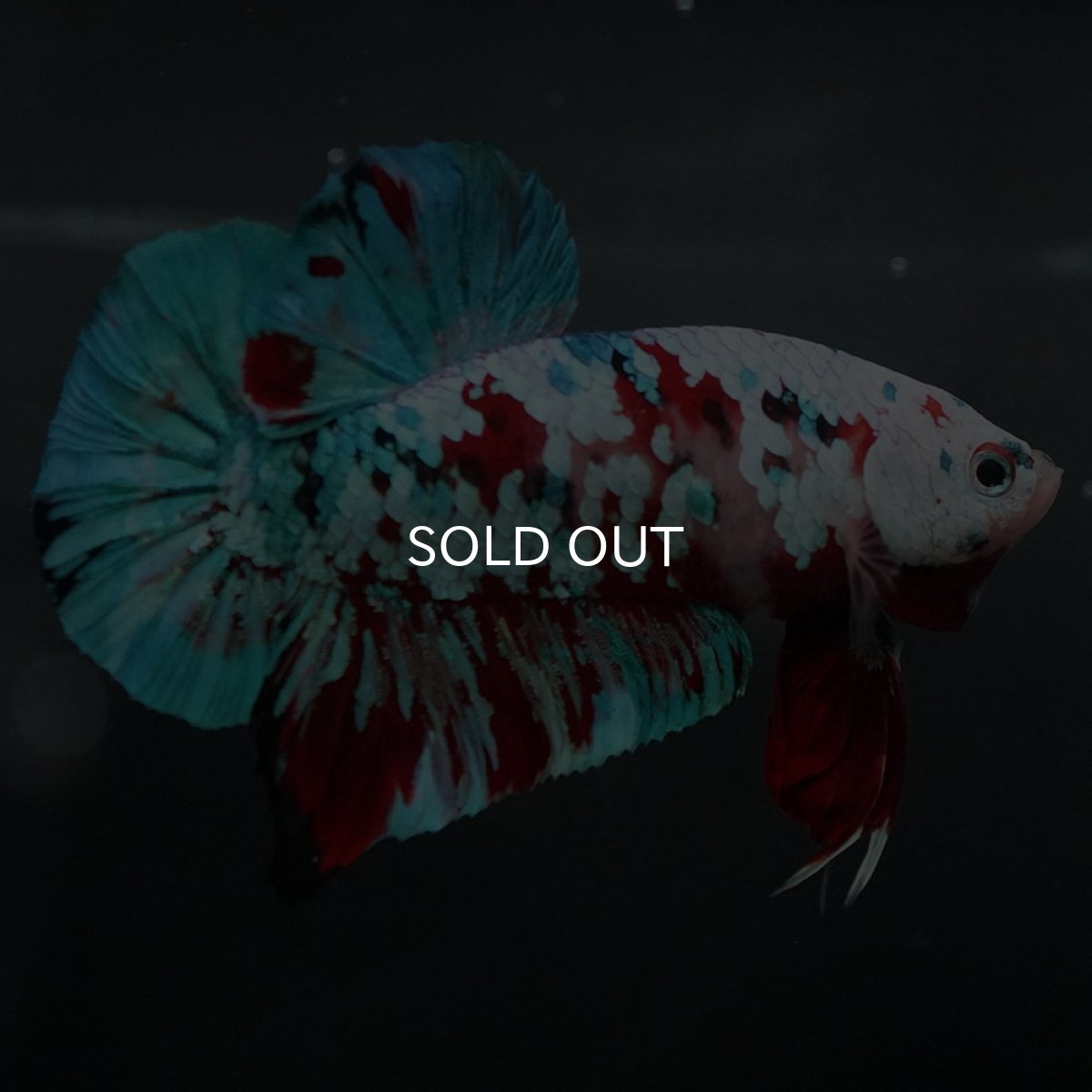 画像10: GHMPK　鯉ギャラクシー (10)