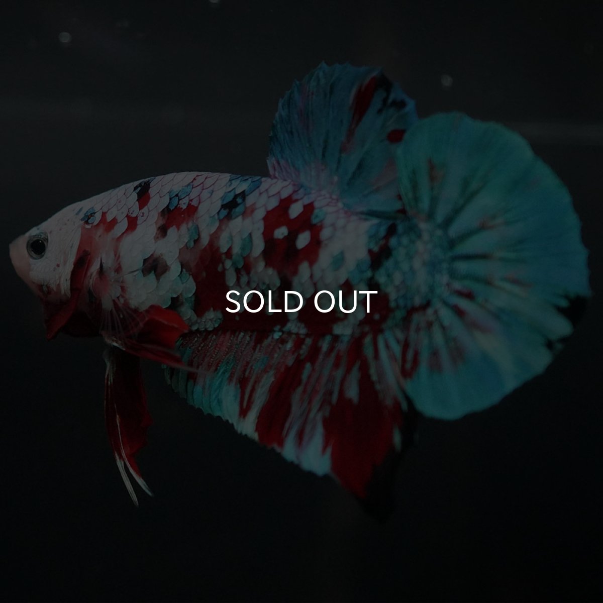 画像9: GHMPK　鯉ギャラクシー (9)