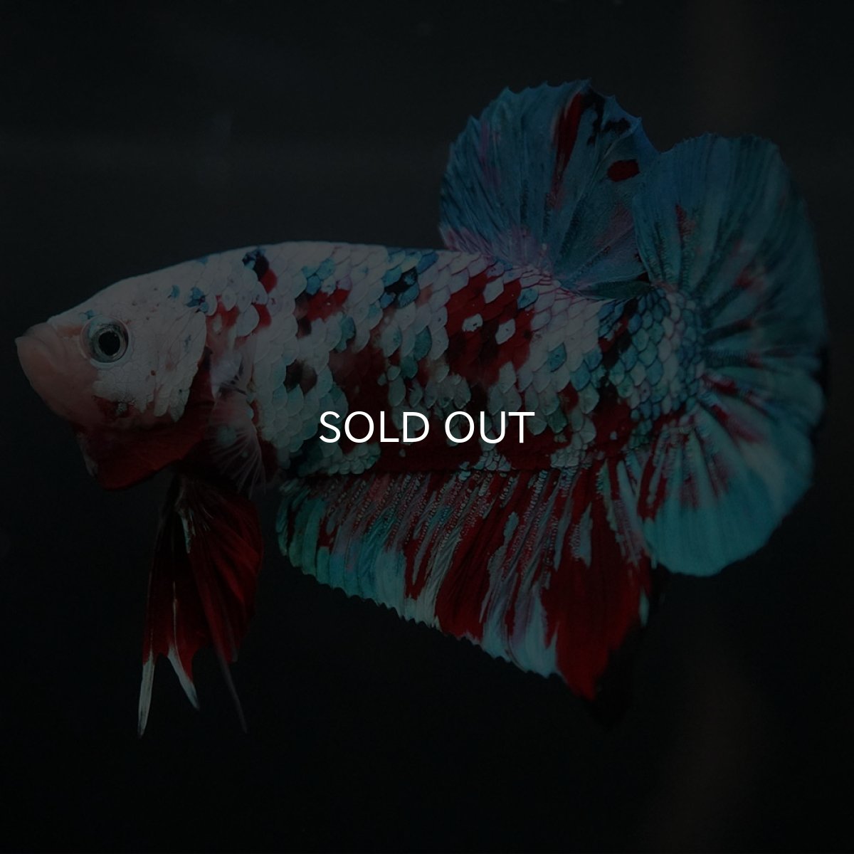 画像7: GHMPK　鯉ギャラクシー (7)