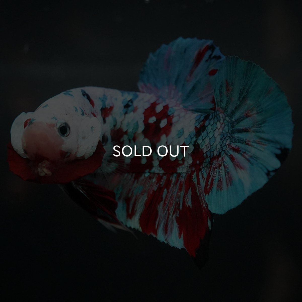 画像5: GHMPK　鯉ギャラクシー (5)