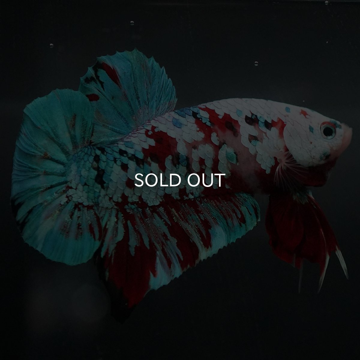 画像6: GHMPK　鯉ギャラクシー (6)