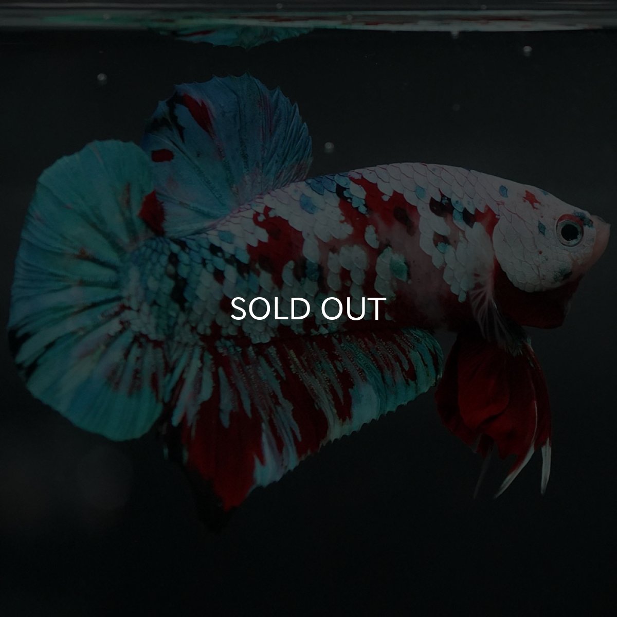 画像4: GHMPK　鯉ギャラクシー (4)