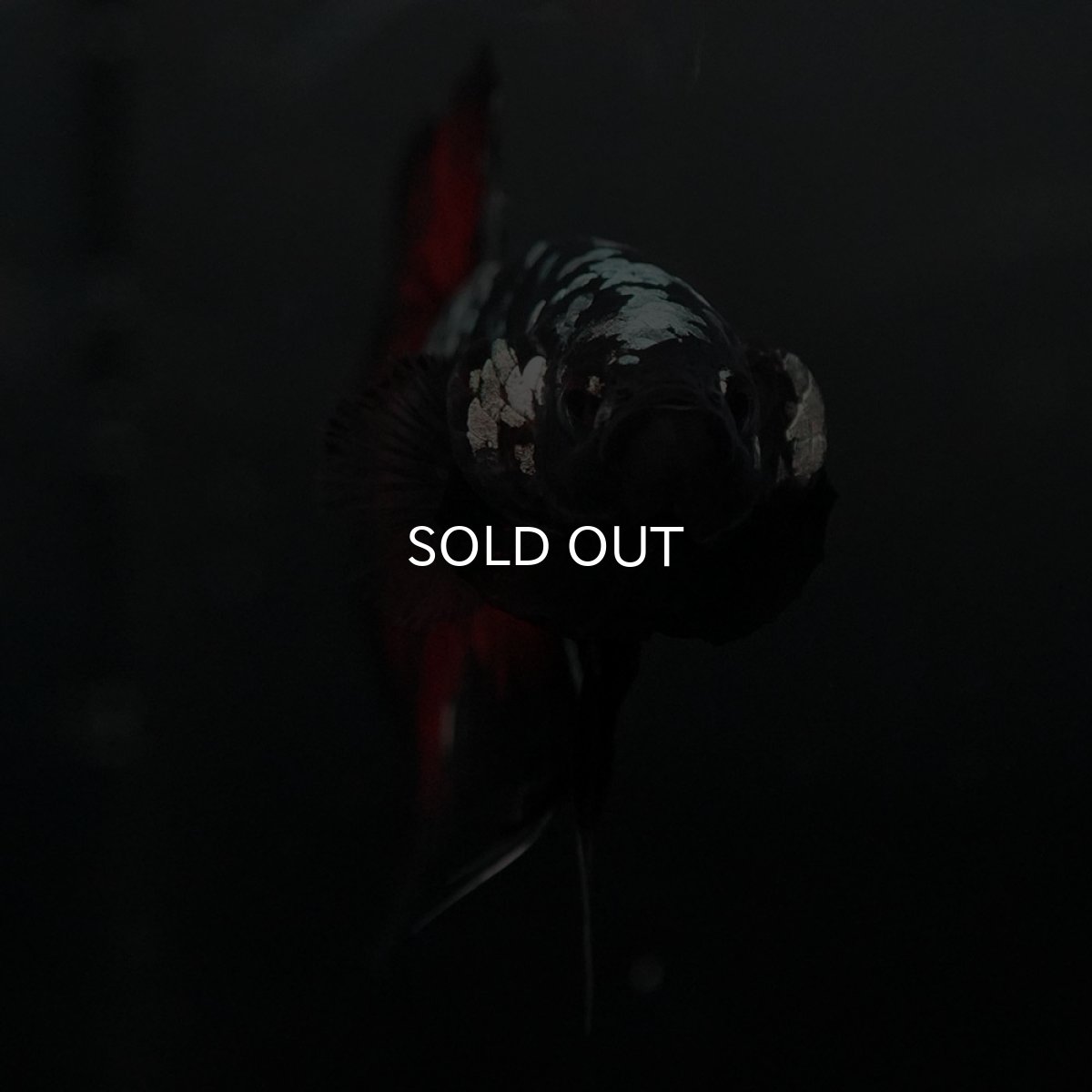 画像3: GHMPK　ブラックカッパースター (3)