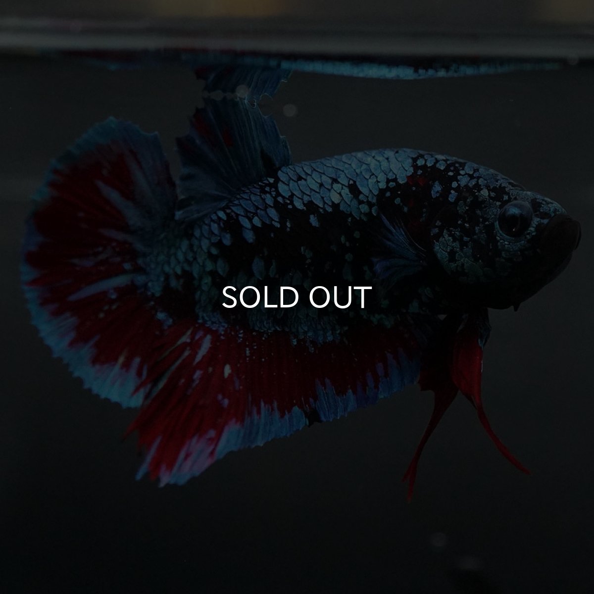 画像5: GHMPK ブラックスター (5)