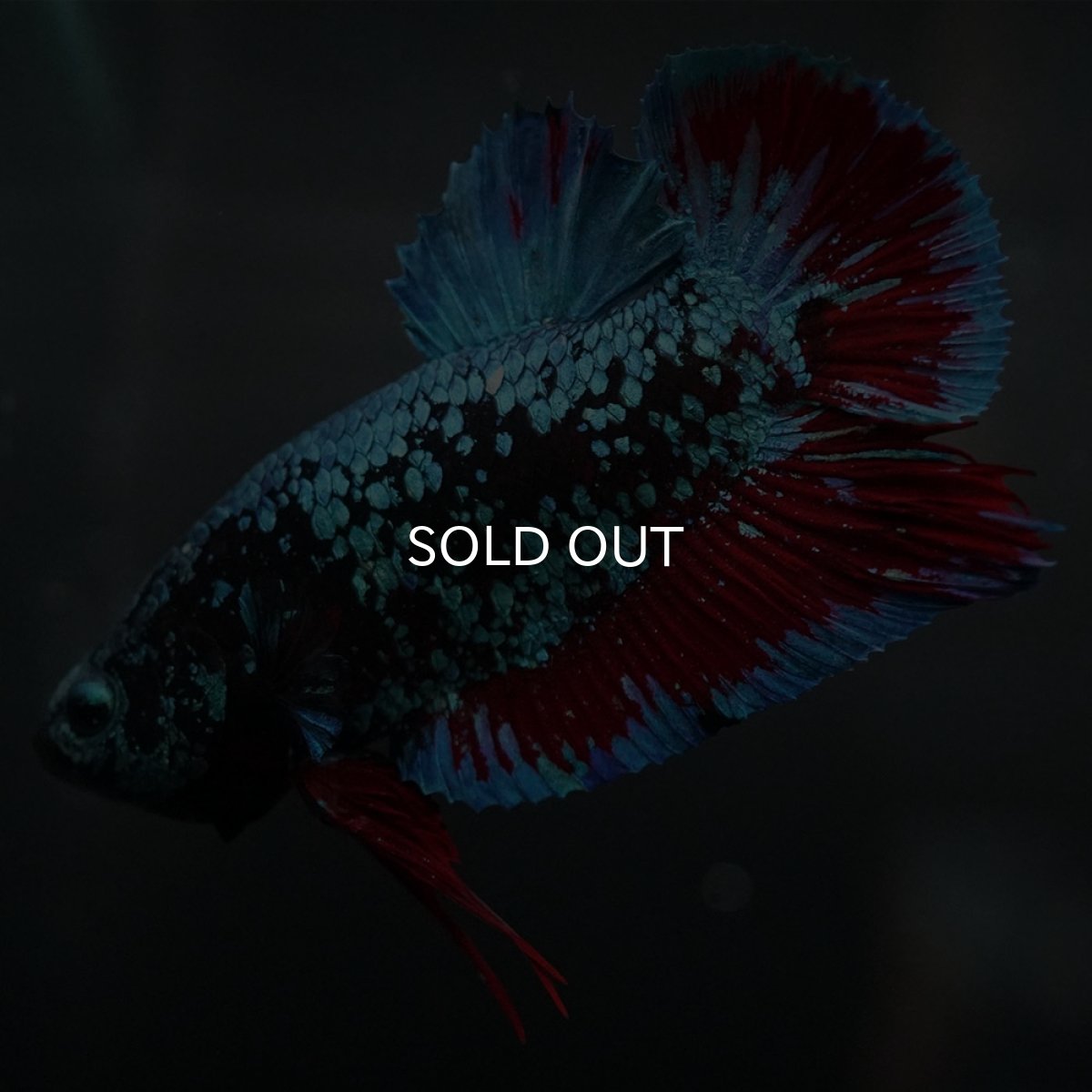 画像3: GHMPK ブラックスター (3)