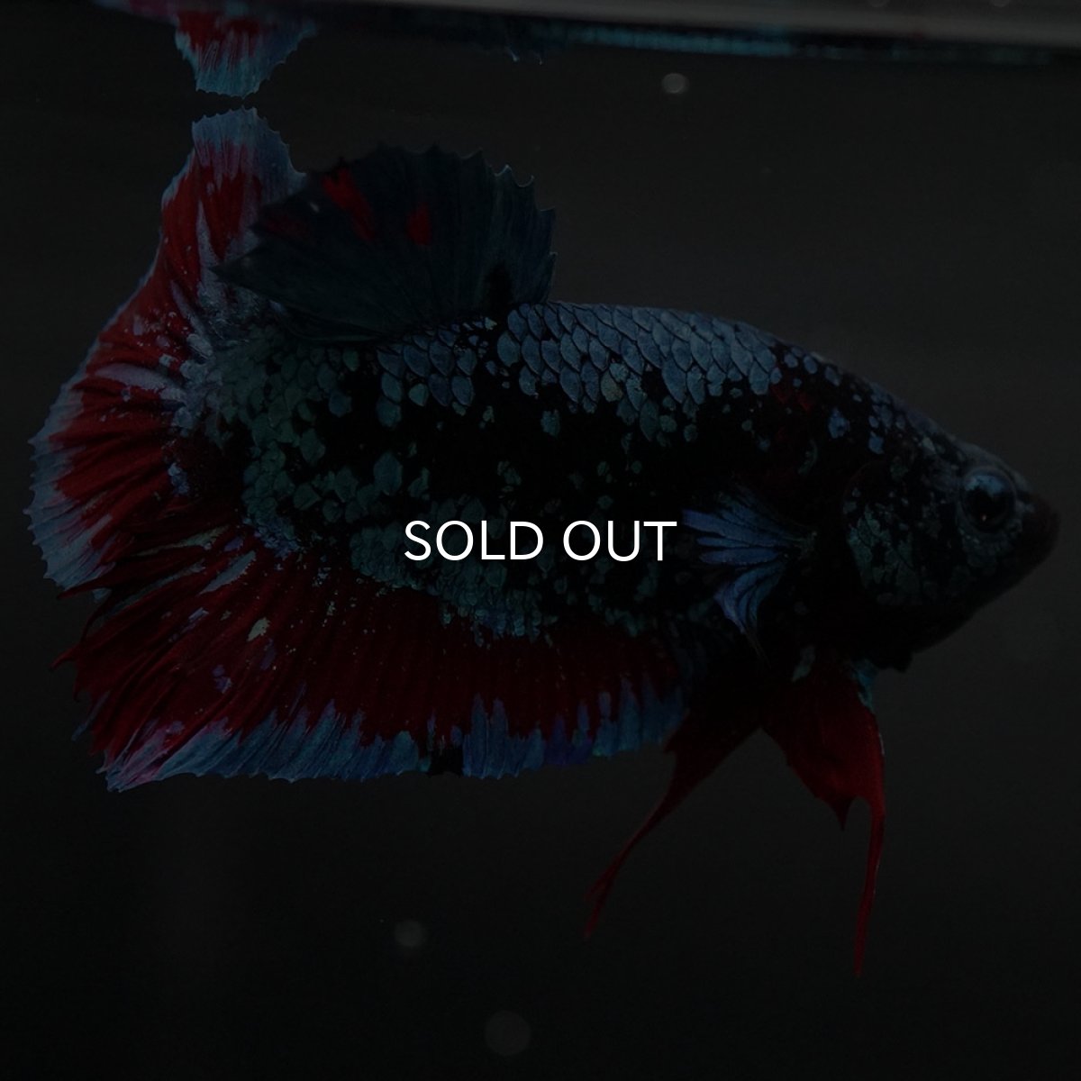 画像4: GHMPK ブラックスター (4)