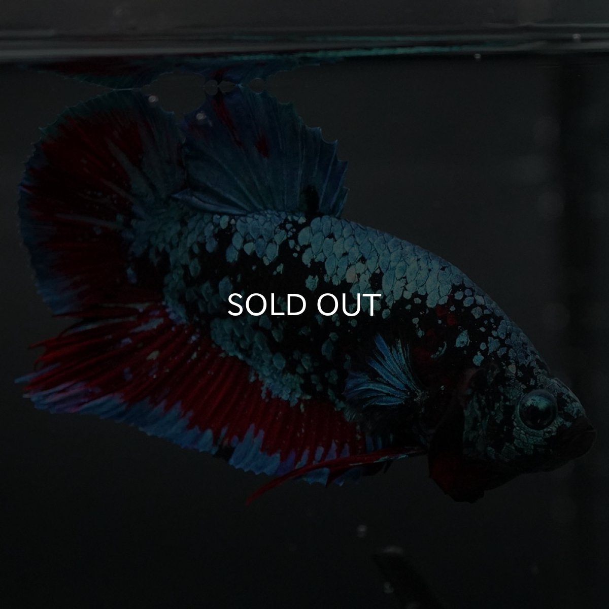 画像2: GHMPK ブラックスター (2)