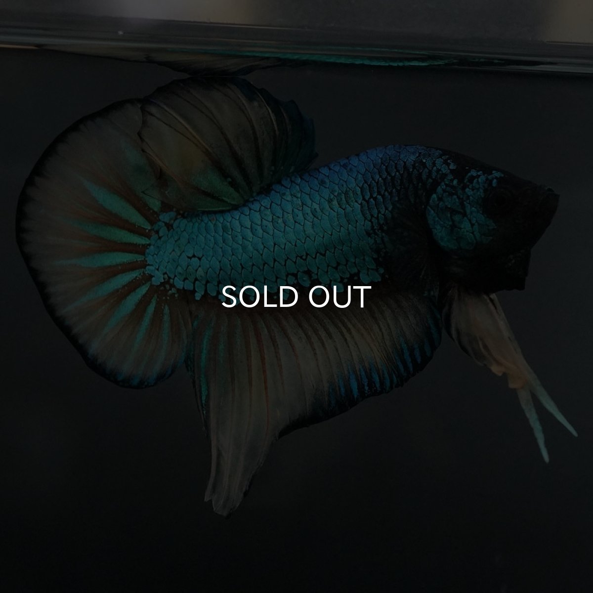 画像6: ジャイアントワイルドハイブリッド　マスタードガス (6)