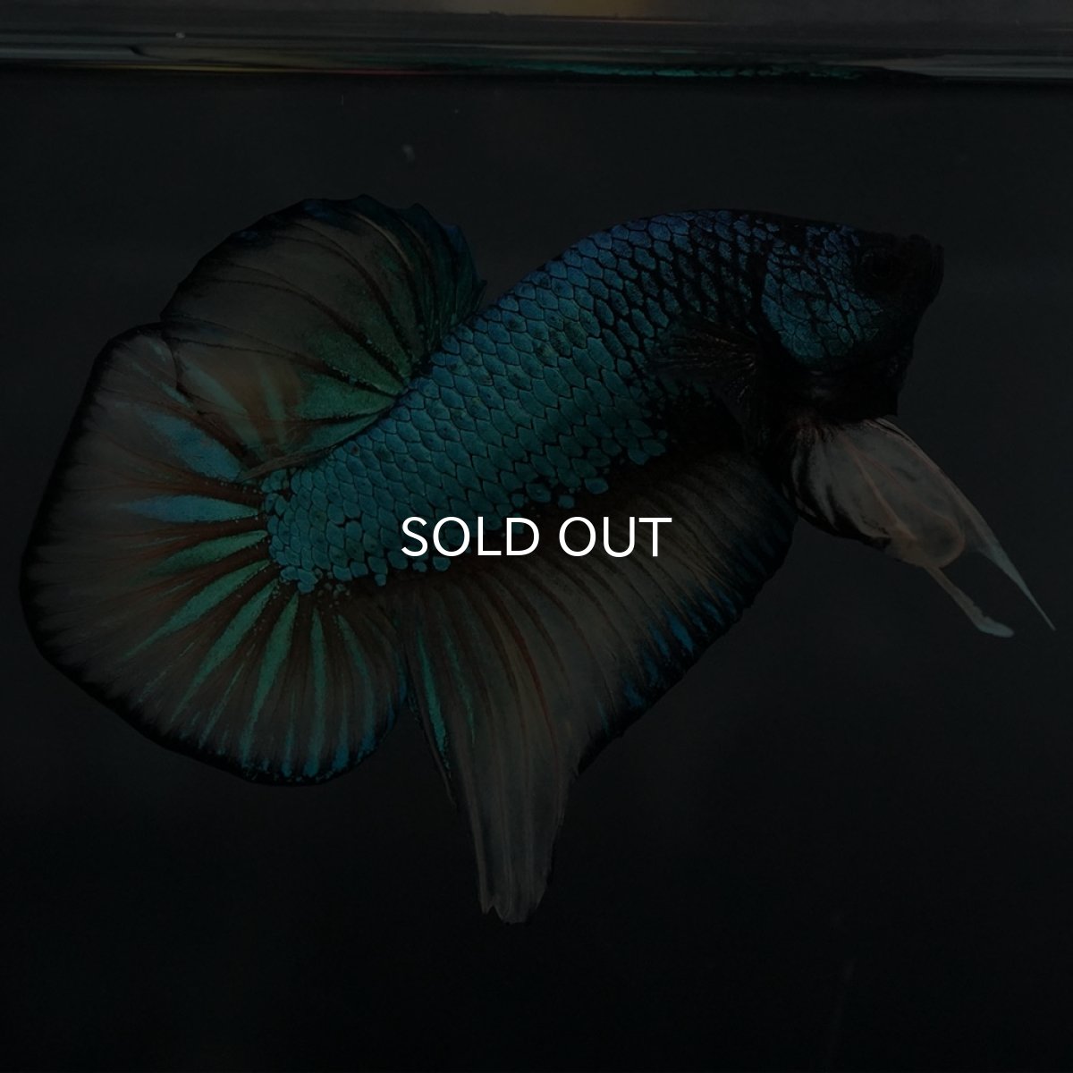 画像5: ジャイアントワイルドハイブリッド　マスタードガス (5)